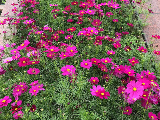 泗洪县鲜花花艺|租赁广场花坛摆设